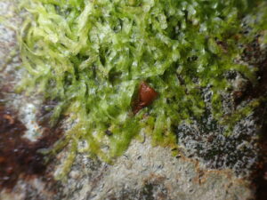 Metzgeria furcata
