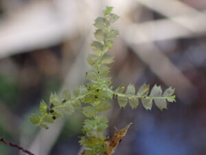 Lophocolea heterophylla