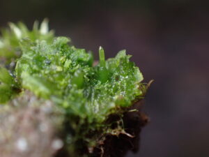 Anthoceros agrestis