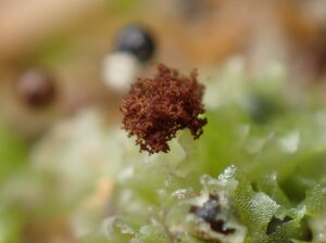 Fossombronia pusilla