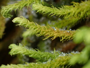 Anomodon viticulosus