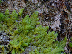 Radula complanata