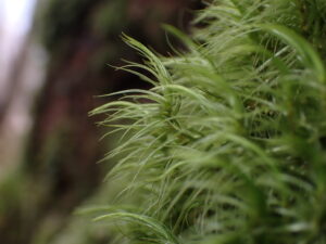 DIcranum majus