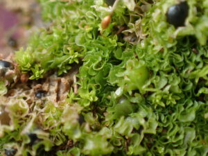 Fossombronia caespitiformis subs. multispira