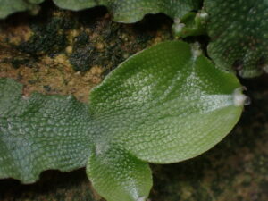 Conocephalum sp.
