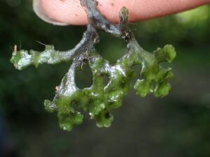Aneura pinguis