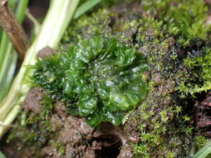 Phaceros laevis