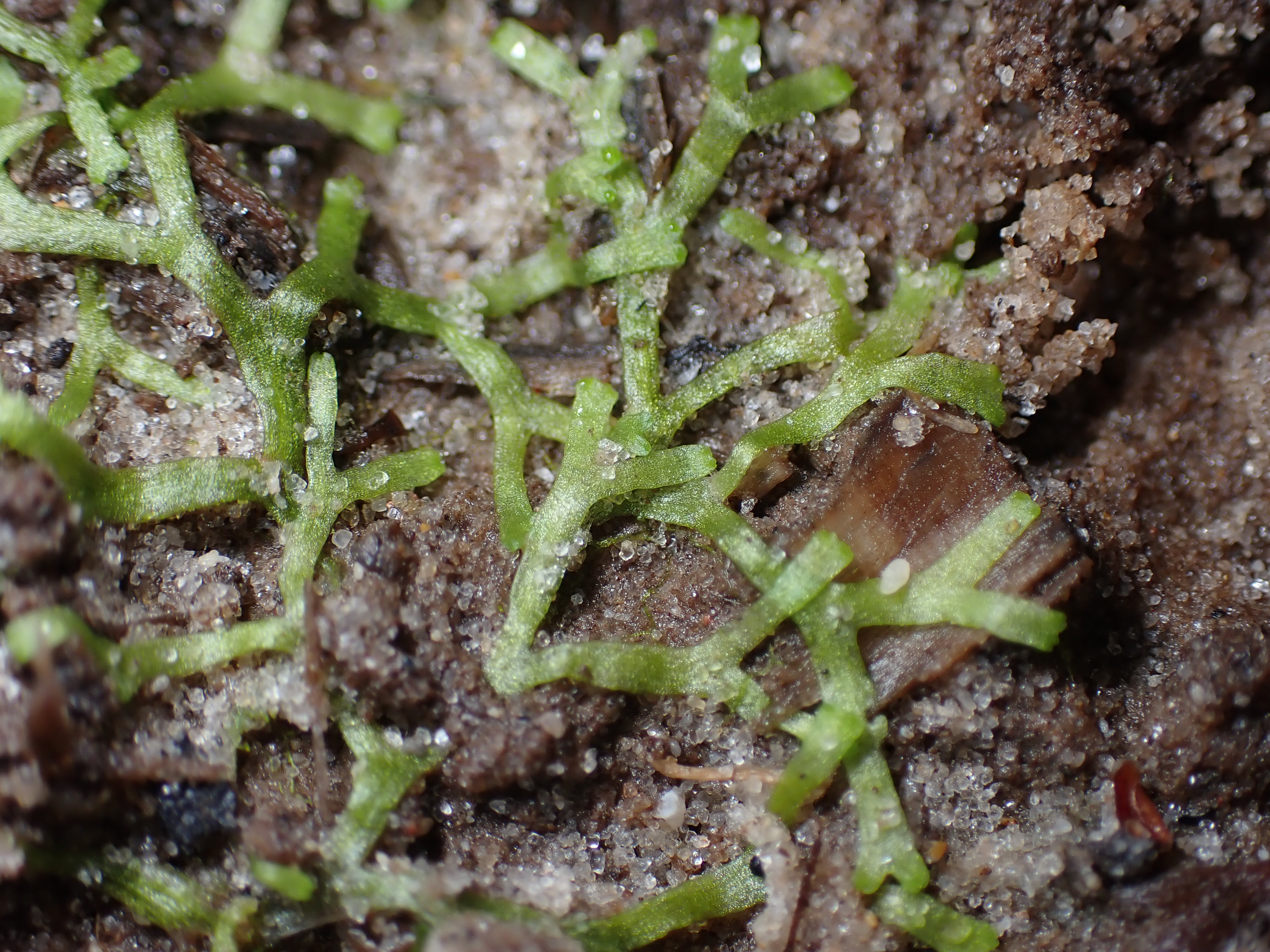 forme flottante échouée