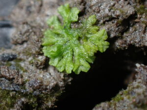 Riccia huberiana