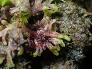Riccia huberiana