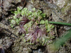 Riccia huberiana
