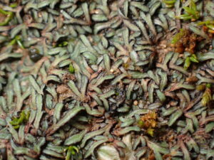 Riccia nigrella