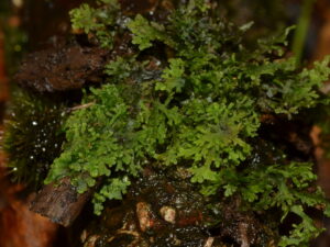 Riccardia multifida
