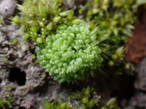 Sphaerocarpos sp.
