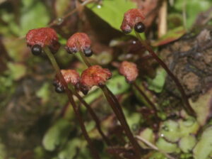 Marchantia quadrata