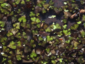Ricciocarpos natans avec écaille