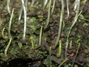 Pellia epiphylla