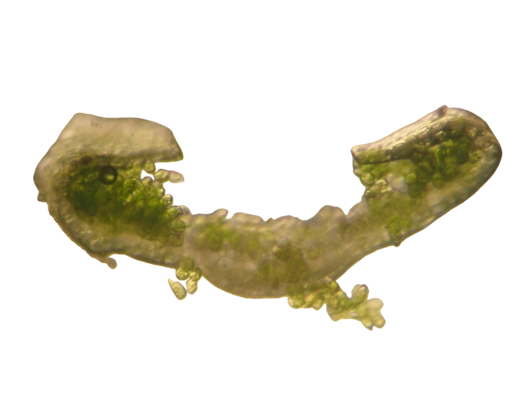 Aloina aloides © AFB