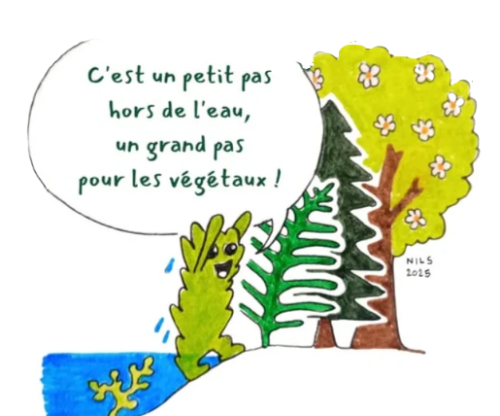 Evolution des mousses © Niels Peronnet