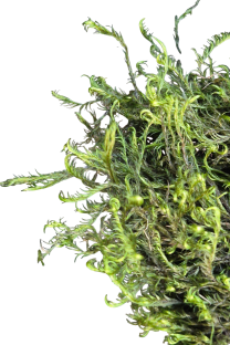 Dichelyma capillaceum © AFB