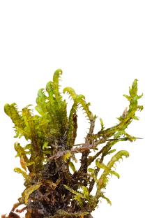 Hamatocaulis vernicosus © AFB