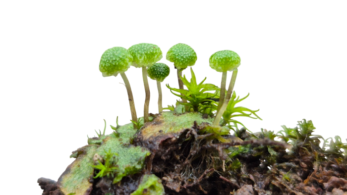 Mannia triandra © AFB