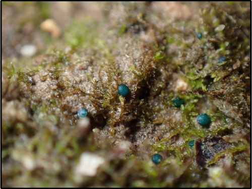 Mniaecia jungermanniae © AFB