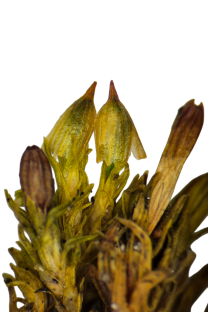 Orthotrichum rogeri © AFB