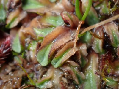 Riccia ciliifera