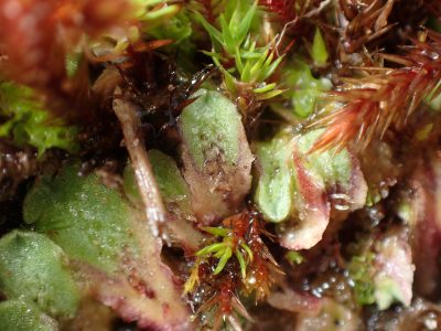 Riccia ciliifera