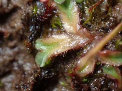 Riccia ciliifera