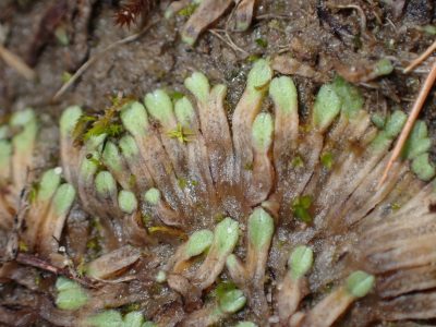 Riccia bifurca