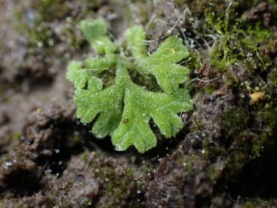 Riccia glauca