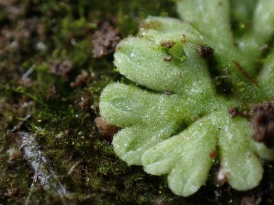 Riccia glauca