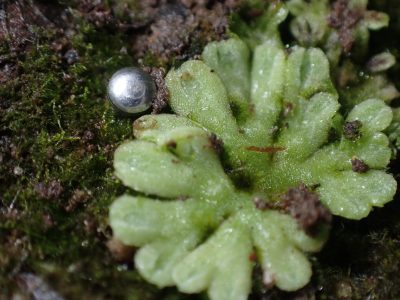 Riccia glauca