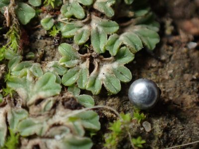 Riccia sorocarpa
