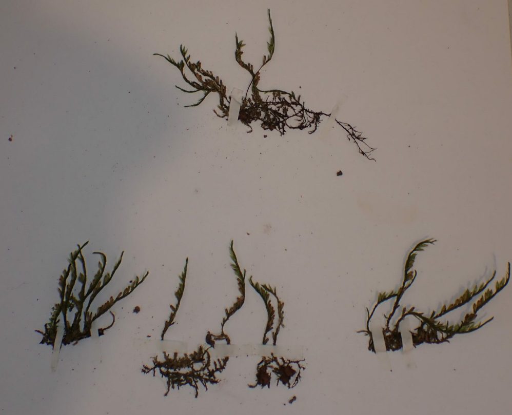 Planche d'herbier