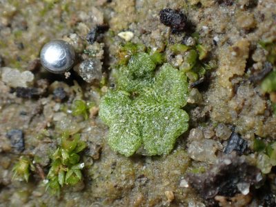 Riccia cavernosa