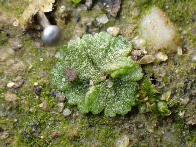 Riccia cavernosa