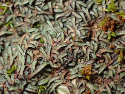 Riccia nigrella