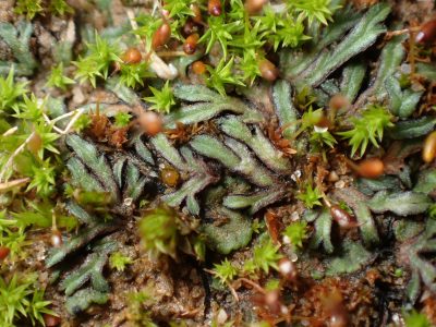 Riccia nigrella