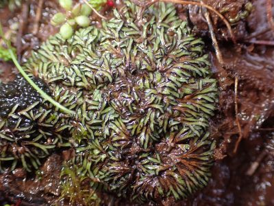 Riccia nigrella
