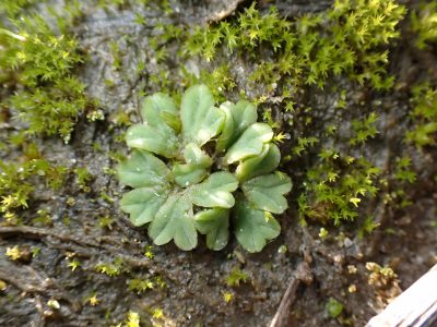 Riccia sorocarpa