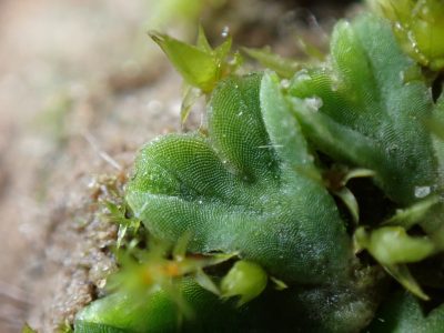 Riccia sorocarpa