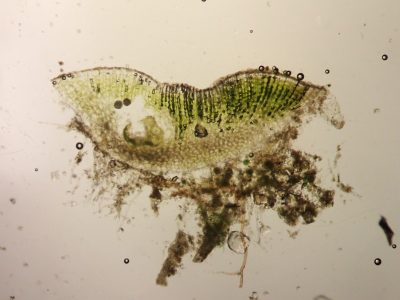 Riccia sorocarpa en coupe
