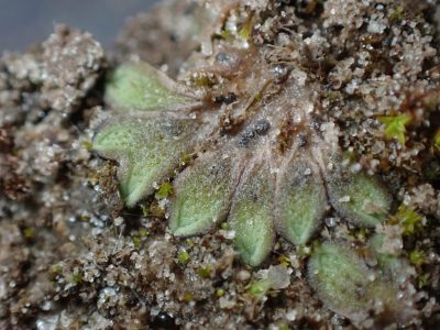 Riccia warnstorfii