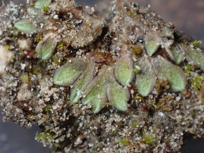 Riccia warnstorfii