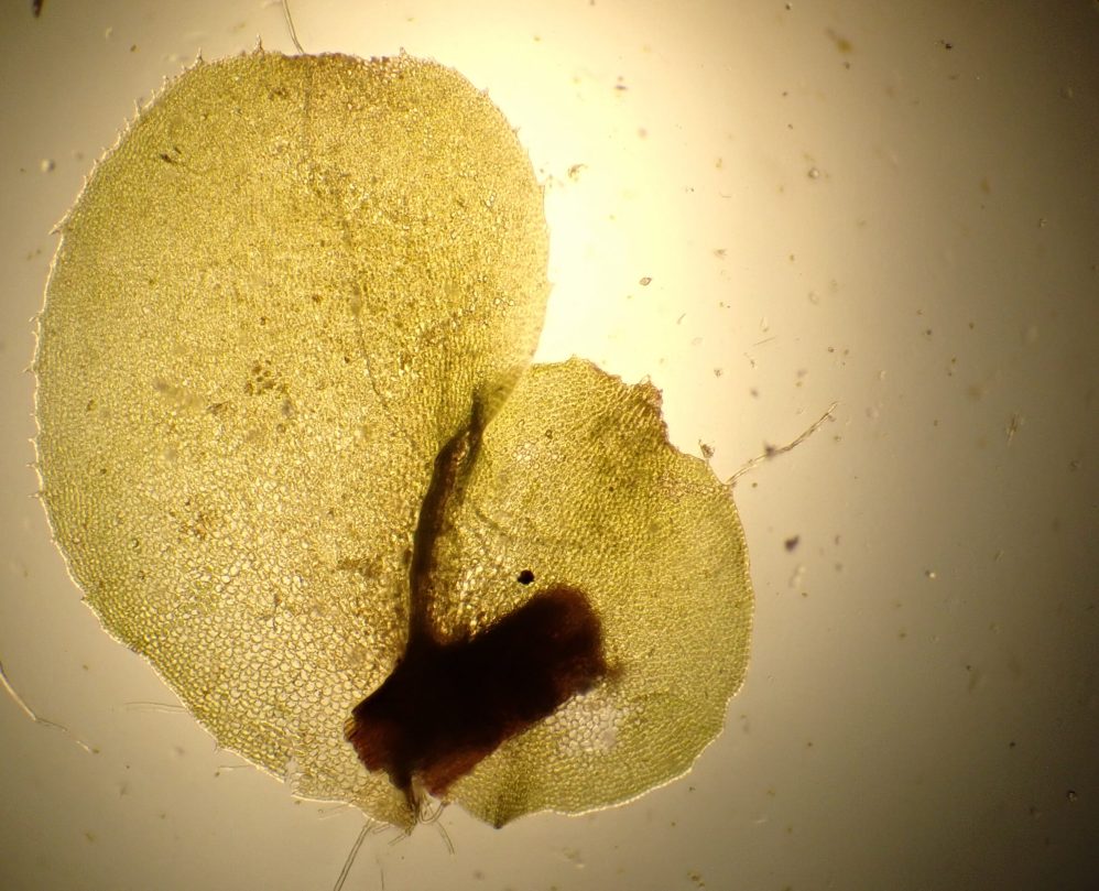 Scapania nemorea © AFB