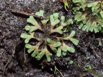 Riccia bifurca