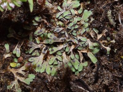 Riccia bifurca